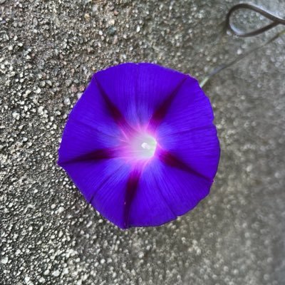 Andy Gonzalez's profile picture