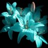 Фото профиля Talita⁷