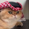 Profilbild von ppdd🇯🇴🌷