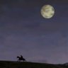 horsdequestion's profile picture