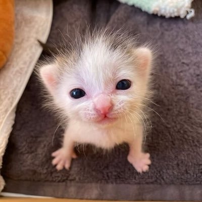 tsuki_tyann's profile picture