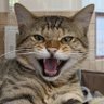 Talula's profile picture