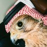 الشريف ابراهيم المشيخي 的头像