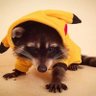 Potato Pika's profile picture