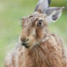 haregirl and butch. how unfortunate's profile picture