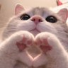 Фото профиля Message from Cat