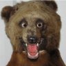 RollToad's profile picture