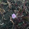 Dandelion ๐ผ ็ๅคดๅ