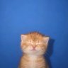 福尔馬林 profil fotoğrafı