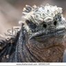 Marine iguana 的头像