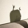 ʜᴜᴍᴀɴ profil fotoğrafı