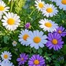 เดซี่🤍🌸 profil fotoğrafı