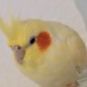 CristWas's profile picture