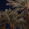 Gadah al muatad🌹's profile picture