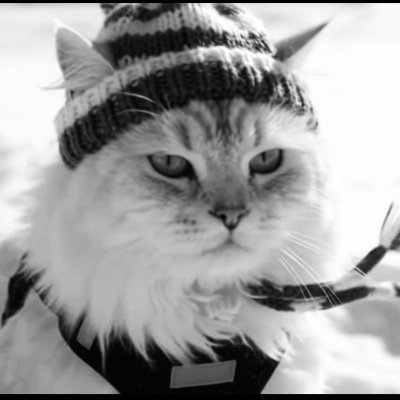 Newton's profile picture