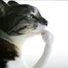 أســـامــــه Krauser🔪's profile picture