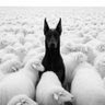 Фото профиля Marcelo Um Foseca