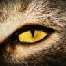 instinct profil fotoğrafı