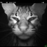 lani profil fotoğrafı