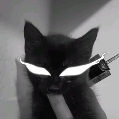 meowwiness's profile picture