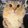 nova's profile picture