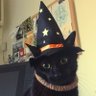 SPOOOOOKY Eneko 🐈⬛ 🇻🇪 ☆ 的头像