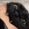 Psycho 🎭's profile picture