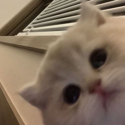 ᶠᴵᶠᴬ ◡̈ ☘︎'s profile picture