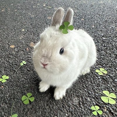 mxple44_'s profile picture