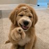 Фото профиля LazzyPuppy