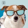 Profilbild von Indignado_IA
