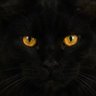 Profilbild von Mo White