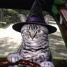 Фото профиля Toonces-look-out
