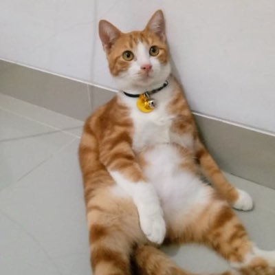 Shelby's profile picture