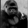 Profilbild von A-1 Haternism