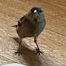 ぷりゅえもん profil fotoğrafı