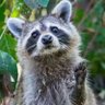 kyrdelius's profile picture