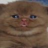 Profilbild von reimeii