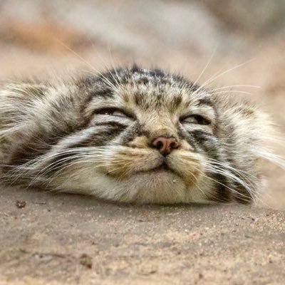 cats aura 🐾's profile picture