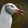 Gaivota sorridente profil fotoğrafı