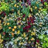 biskui 的头像