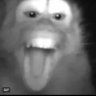 Profilbild von macaquinha de mochila da silva