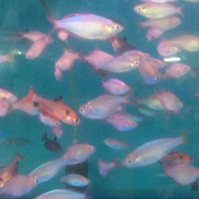 coolboatdying's profile picture