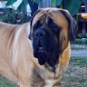 Dewayne Asher profil fotoğrafı