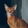 Zipeng Wu profil fotoğrafı