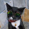 Фото профиля Cat Charo 😺