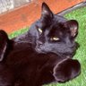Rawrlie Cat's profile picture