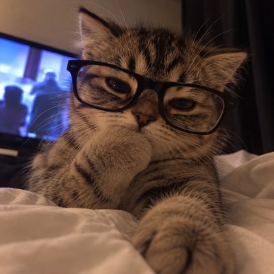 Meow 😽's profile picture