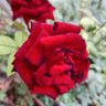 Фото профиля VITONIKAU