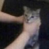 Фото профиля MyLifeFrAiur 🐈⬛